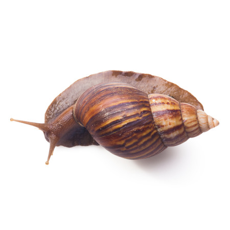 A Garden Snail (Cornu aspersum) isolated on a white background with clipping path. Top viewの写真素材