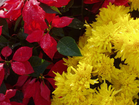 The beautiful flower is from China.の写真素材