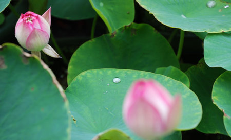 The beautiful flower is from China.の写真素材