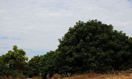 This is a scenery of village in the south of China.の写真素材