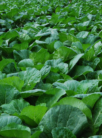 This is a greenstuff in the south of China.の写真素材