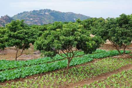 This is a scenery of village in the south of China.