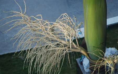 This is a flower and  fructification in the tree in the south of Chinaの写真素材