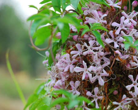 This is a flower in the south of China.の写真素材