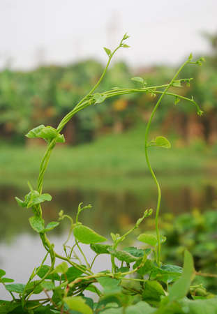 This is a scenery of nature in the field in Chinaの写真素材