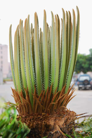 This is a flower in the south of Chinaの写真素材