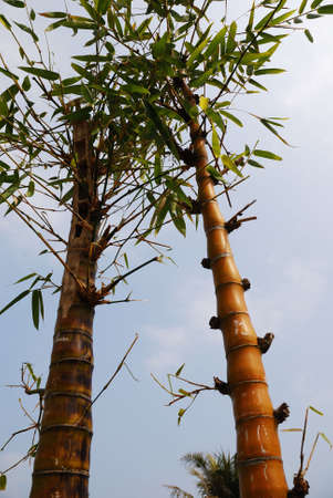 The bamboo in city park in Chinaの写真素材