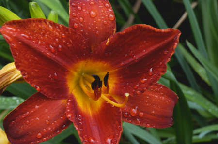 This is a flower in the sunlight in Chinaの写真素材