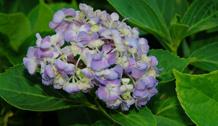 flower in park at China