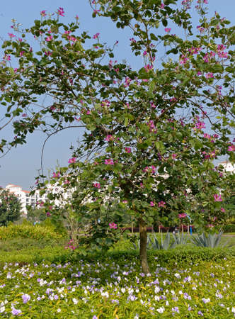 flower & treeの写真素材