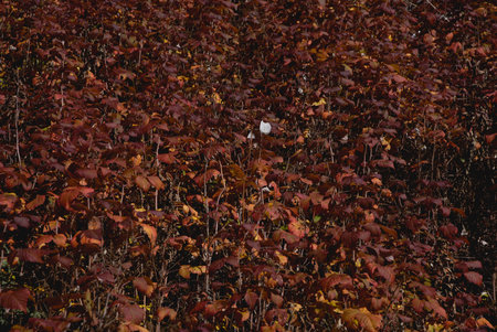 Autumn trees