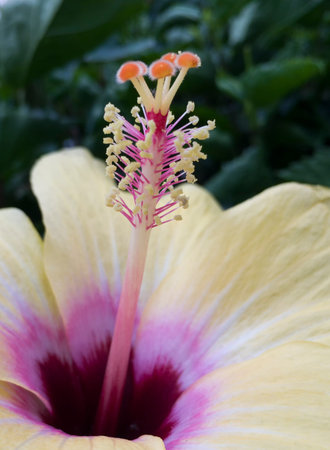 A yellow hibiscus, broad leaves, the lush growth of the stamens.の写真素材