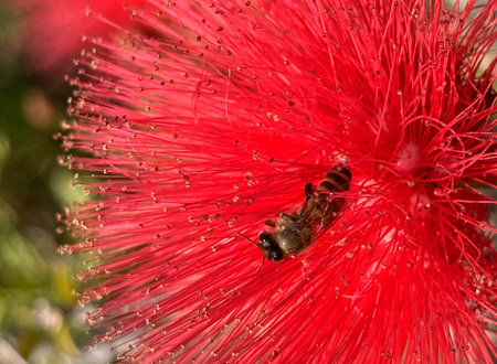 A little bee on a red flower budの写真素材