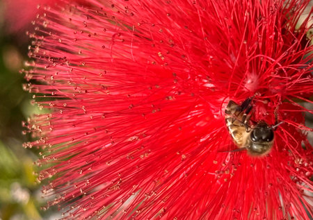 A little bee on a red flower budの写真素材