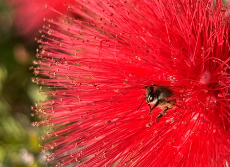 A little bee on a red flower budの写真素材
