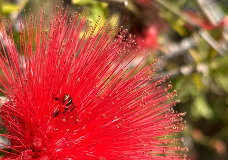 A little bee on a red flower budの写真素材