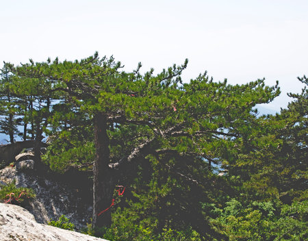 The high mountains of China are dotted with numerous forests, trees and vegetation, and green woods...