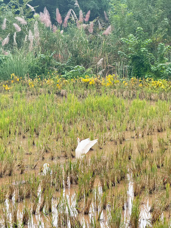 In the fall of 2025, after the rice fields in the hilly areas of southwest China are harvested, some geese forage here.の写真素材