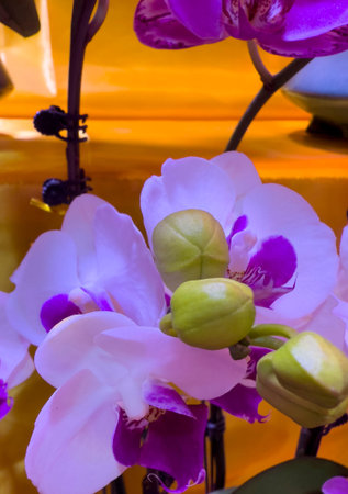 In the winter of 2025, in the south of China, pink Phalaenopsis orchids, stamens, leaves, branches, and buds.の写真素材