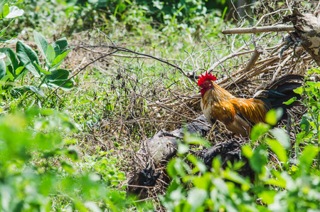 The chiken in gardenの写真素材