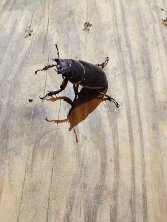 Bettle
