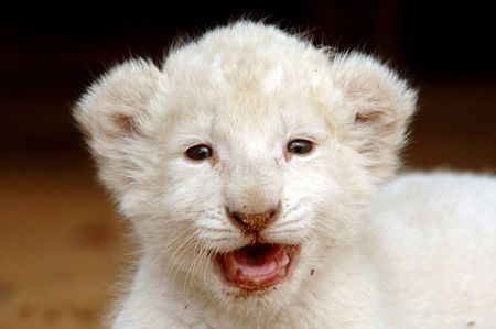 White lion cubの写真素材