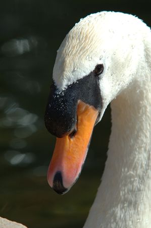 Close up of swanの写真素材