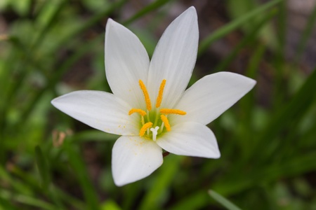 flowers white :zephyranthes lily, rain lily,fairy lily, little witches,whiteの写真素材