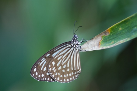 Butterfly in gardenの写真素材