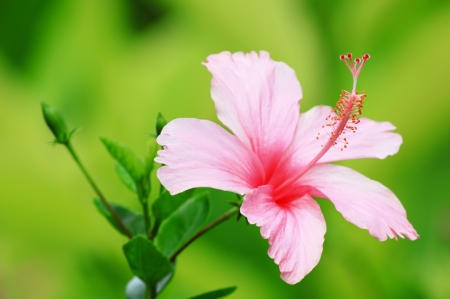 Flower Chinese rose pinkの写真素材