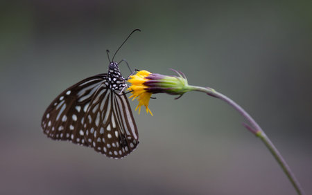 butterfly   butterfly