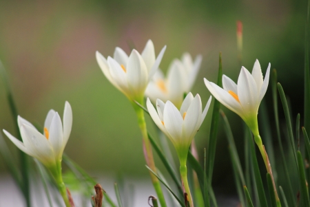 Flowers Zephyranthes Lily, Rain Lily ,Fairy Lily, Little Witchesの写真素材