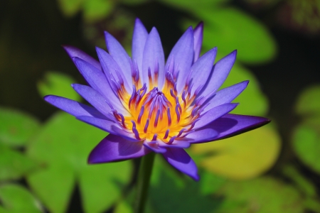 Flowers lotus violetの写真素材