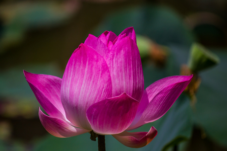 Flowers lotus: Nelumbo nucifera Gaertn,Lotus.の写真素材