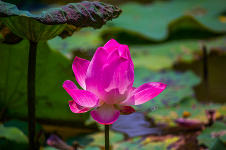 Flowers lotus: Nelumbo nucifera Gaertn,Lotus.の写真素材
