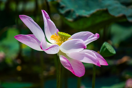 Flowers lotus: Nelumbo nucifera Gaertn,Lotus.の写真素材
