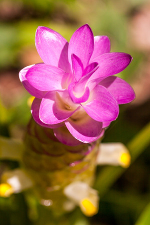 Flowers:Krajiao flower,Siam Tulip at Baan Khao Lone Phichit Thailand.の写真素材
