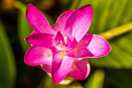 Flowers:Krajiao flower,Siam Tulip at Baan Khao Lone Phichit Thailand.の写真素材