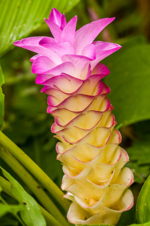 Flowers:Krajiao flower,Siam Tulip at Baan Khao Lone Phichit Thailand.の写真素材