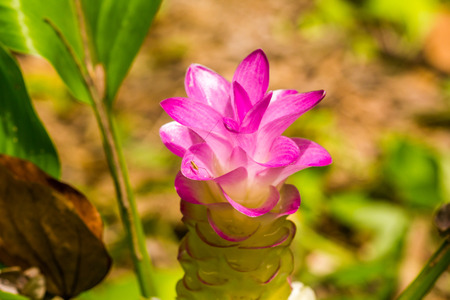 Flowers:Krajiao flower,Siam Tulip at Baan Khao Lone Phichit Thailand.の写真素材