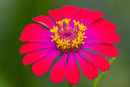 Flowers pink:Zinnia (dok baan cheun)の写真素材