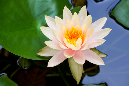 Light pink lotus.の写真素材