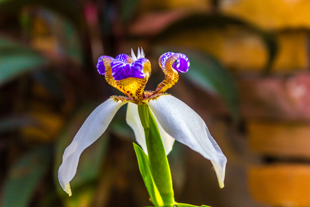 Purple Ground Orchid.の写真素材