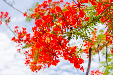 Beautiful Royal Poinciana on Blue Sky Background.の写真素材