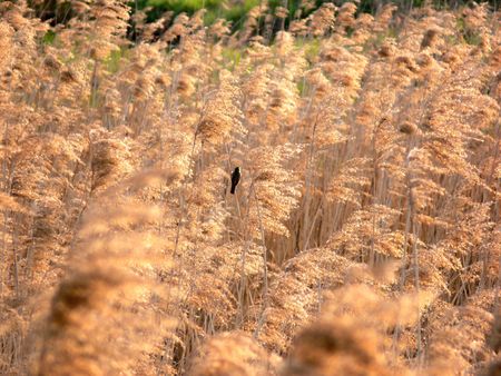 Spring meadow with a birdの写真素材