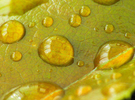 Raindrops on a holly leaf