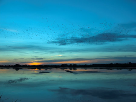 A flock of birds flying over a lake at sunsetの写真素材