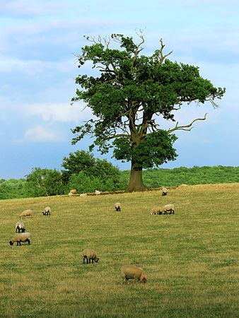 Sheep in pastureの写真素材
