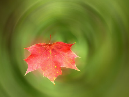 Red maple leafの写真素材