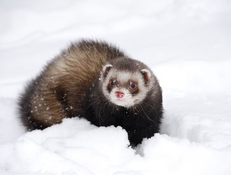 A ferret playing in the snowの写真素材